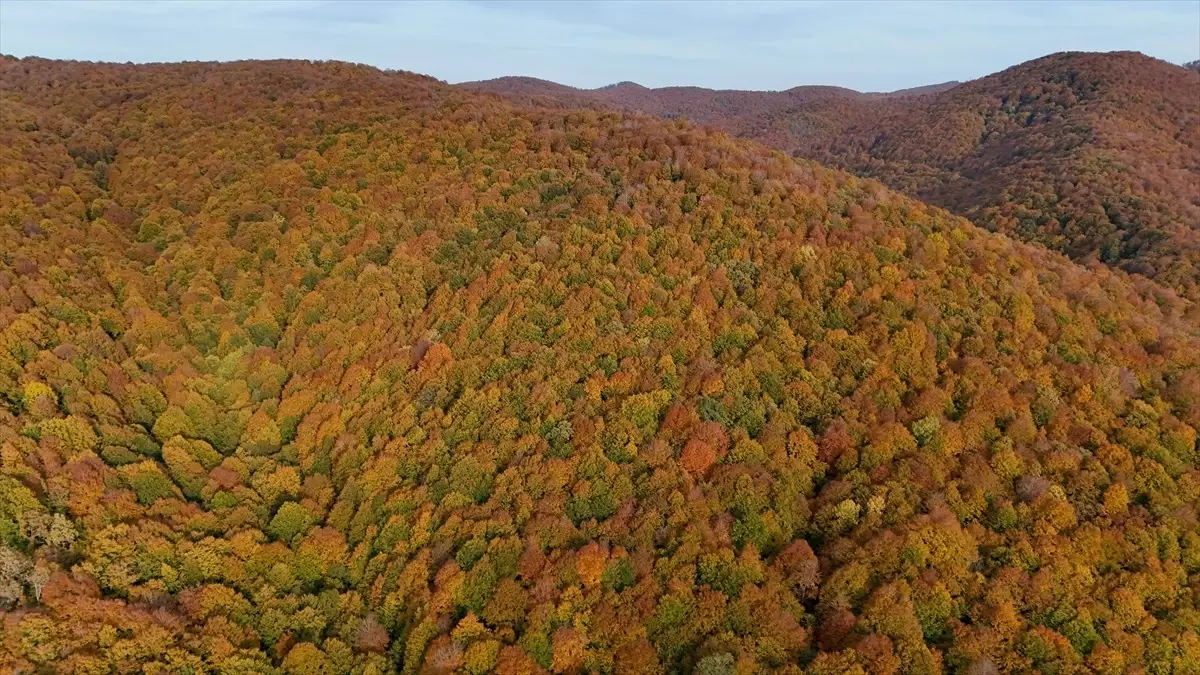 Kırklareli'nin Longoz ve Istranca Ormanları Sonbahar Renkleriyle Büyülüyor
