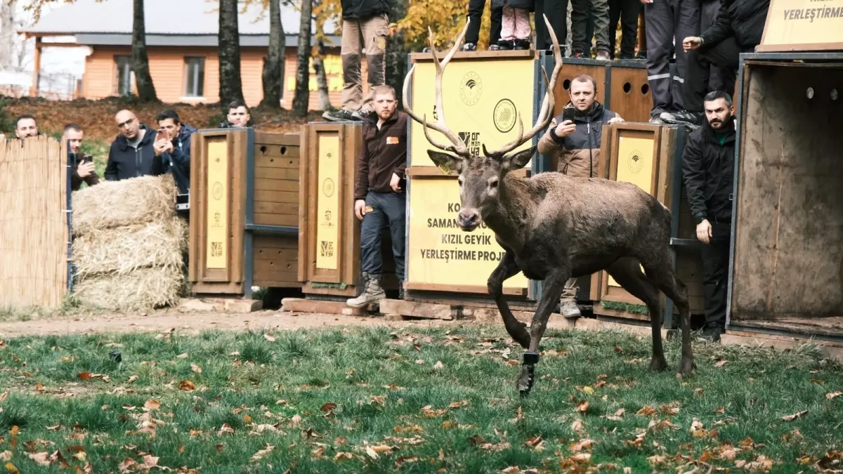 Kızılgeyik İklimlendirme Projesi: 7 Kızılgeyik Daha Doğaya Salındı