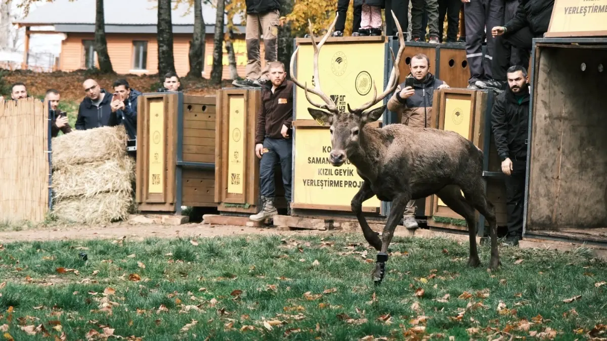 Kızılgeyik İklimlendirme Projesi: 7 Kızılgeyik Daha Doğaya Salındı