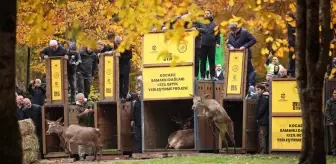 Kızıl Geyik Yerleştirme Projesi ile Samanlı Dağları'na Yeni Bireyler Salındı