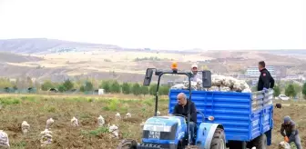 Sivas Cumhuriyet Üniversitesi'nden Öğrencilere Yemek Bursu İçin Patates Üretimi
