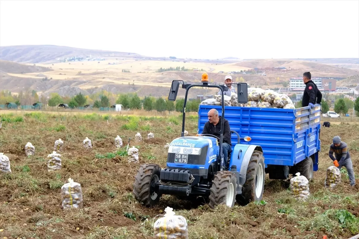 Sivas Cumhuriyet Üniversitesi'nden Öğrencilere Yemek Bursu İçin Patates Üretimi