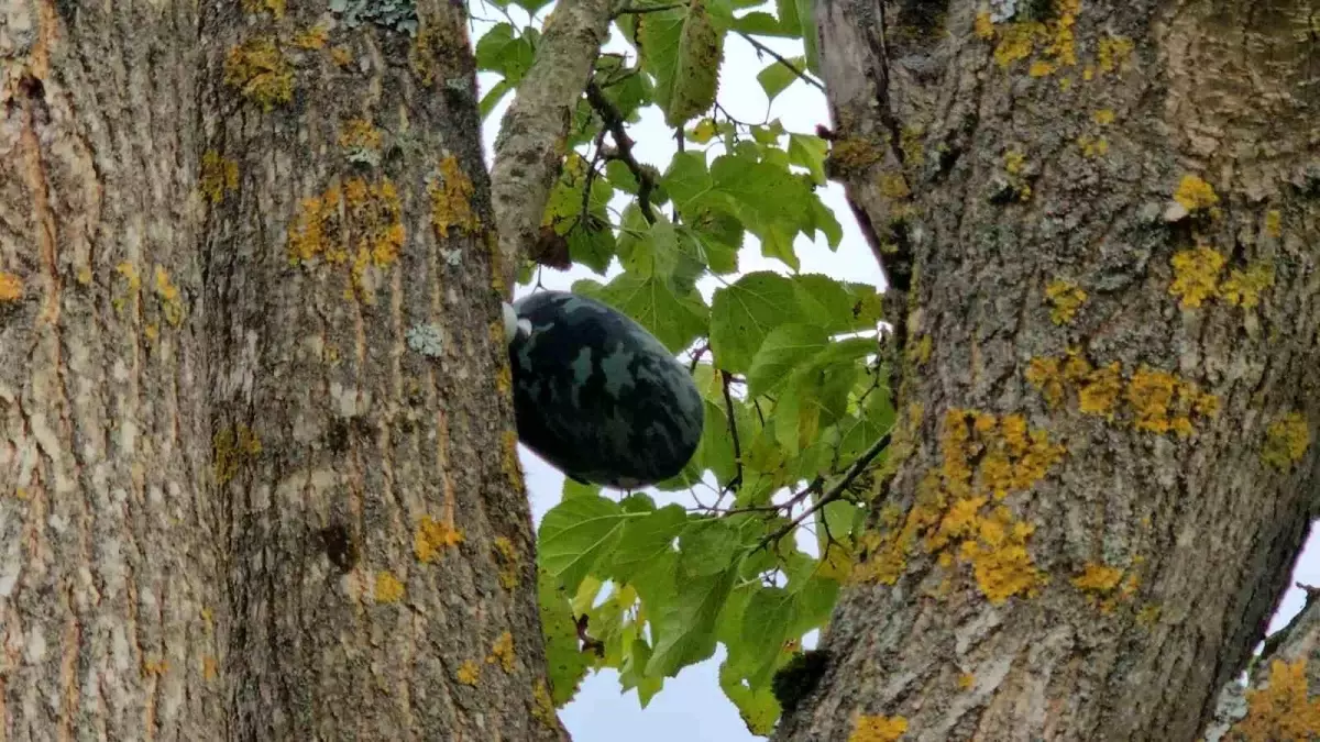 Zonguldak'ta Kaybolan Genç Kızın Cesedi Su Kuyusunda Bulundu