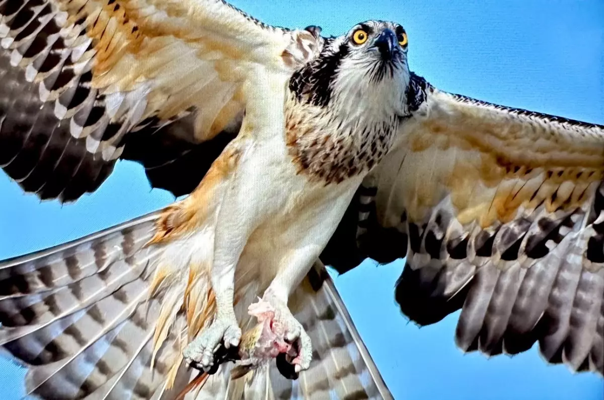 Bursa'da Nadir Görülen Balık Kartalı Görüntülendi