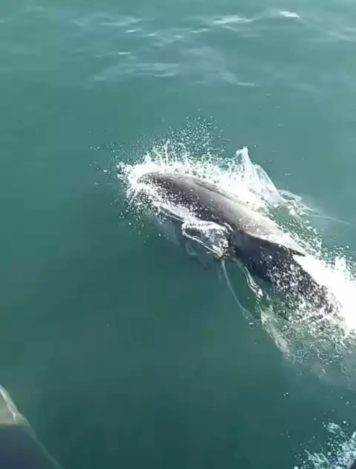 Kurucaşile'de Balık Avlarken Yüzlerce Metre Uzağındaki Yunusları Görüntüledi