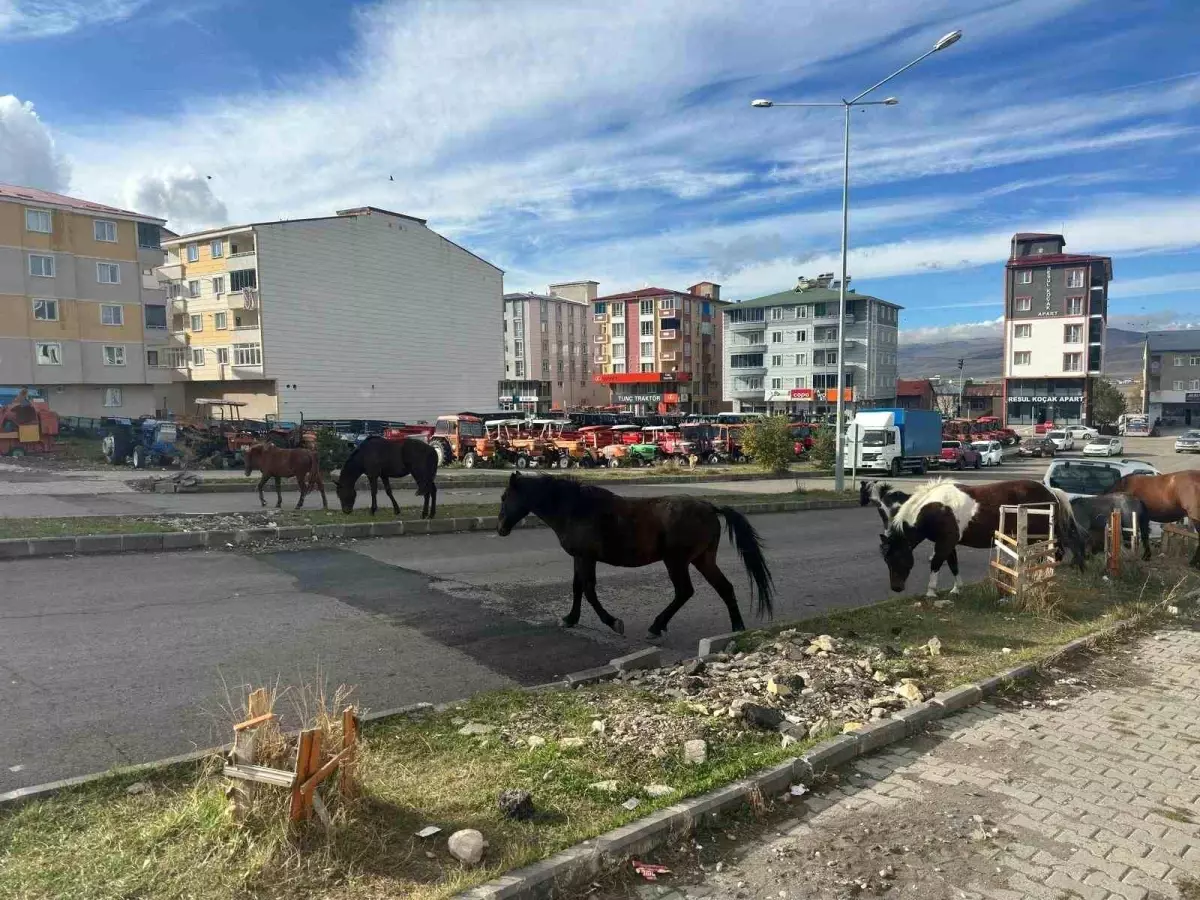 Ardahan'da Başıboş Atlar Trafiği Tehdit Ediyor