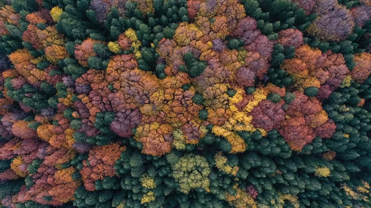 Uludağ'da Sonbahar Renkleri Havadan Görüntülendi