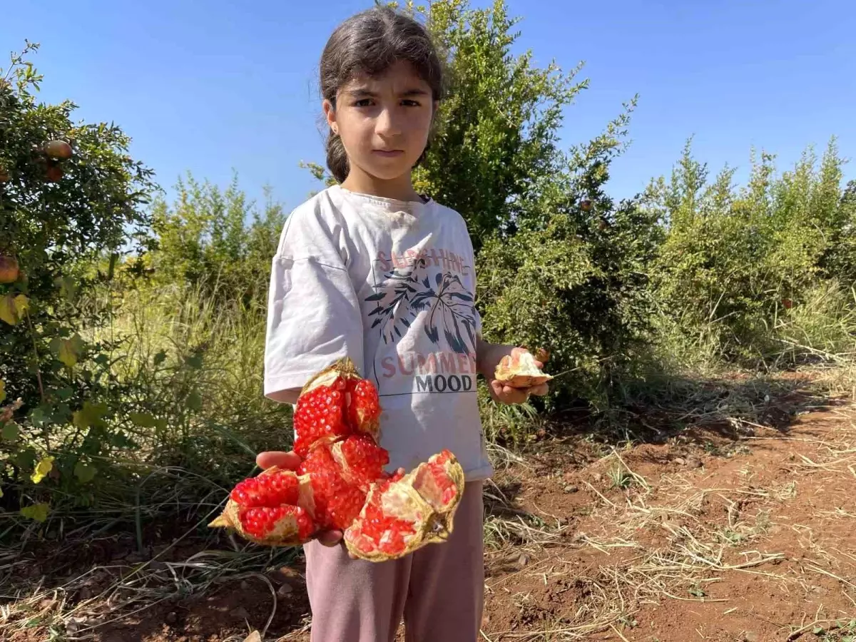 Suruç Narında Hasat Dönemi Başladı