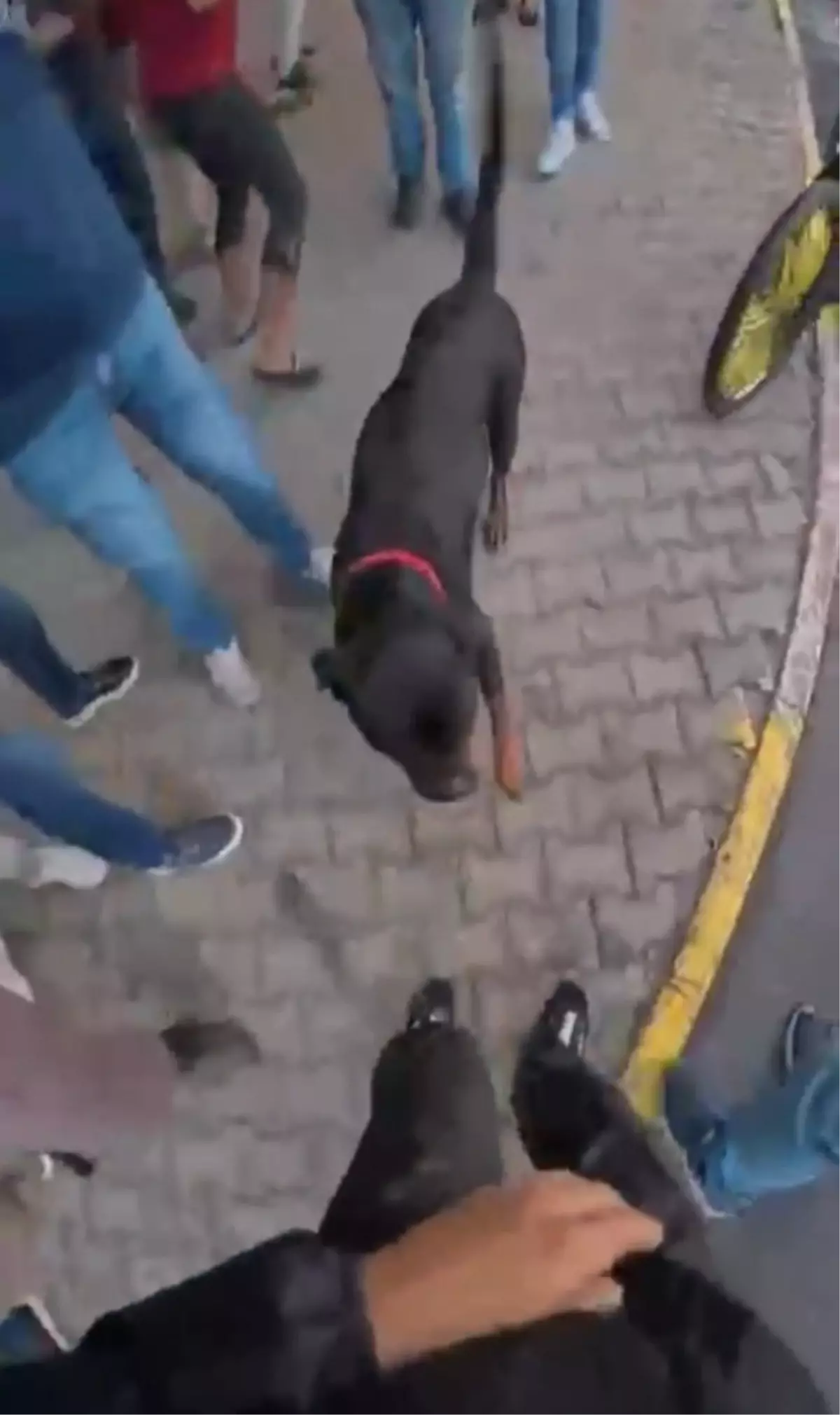 Mersin'de Ağızlıksız Rottweiler Saldırdı: İki Yaralı