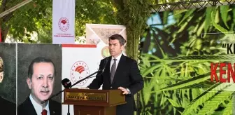 Amasya'da Kenevir Hasat Etkinliği Gerçekleştirildi