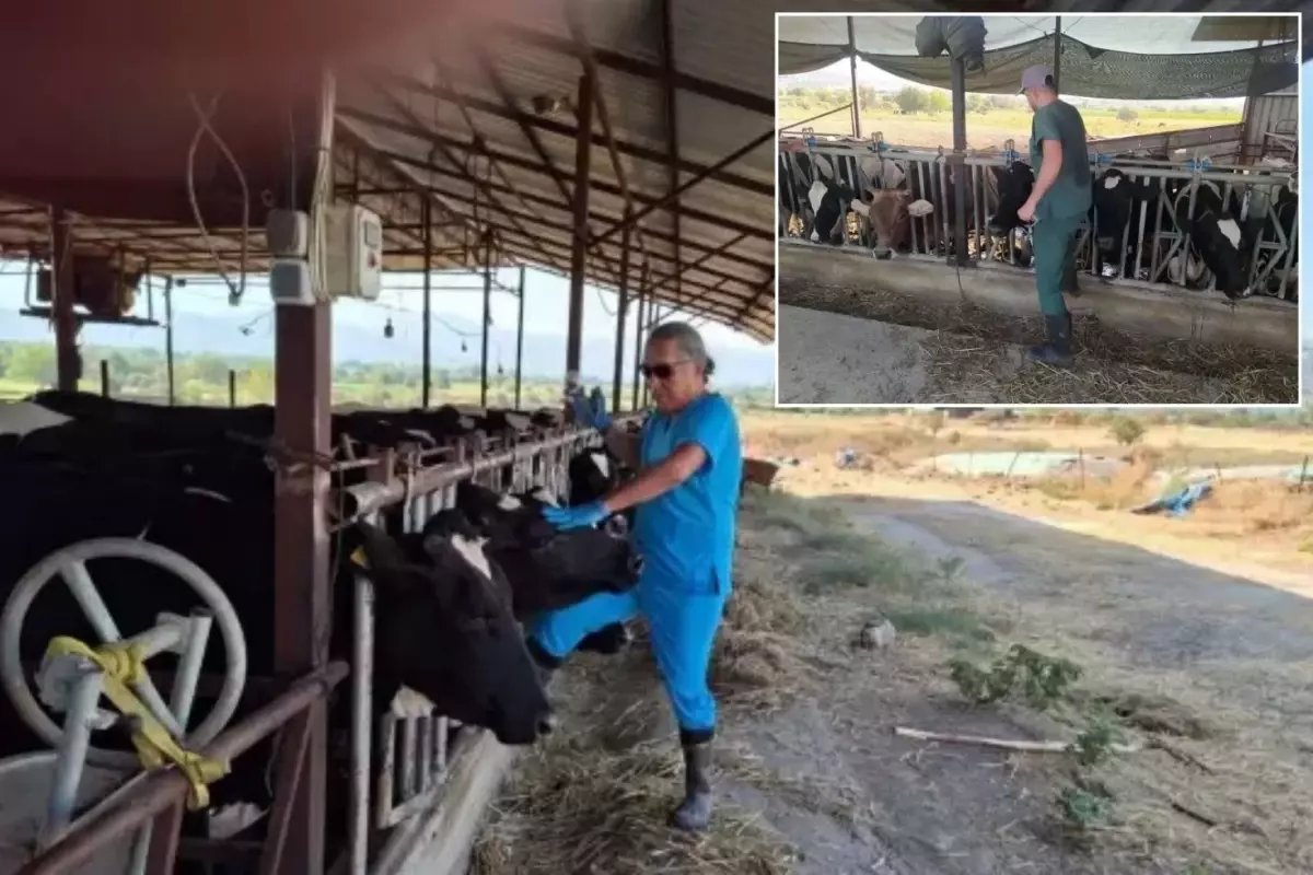 Aydın'da şap hastalığı kabusu! Çok sayıda mahalle karantinaya alındı
