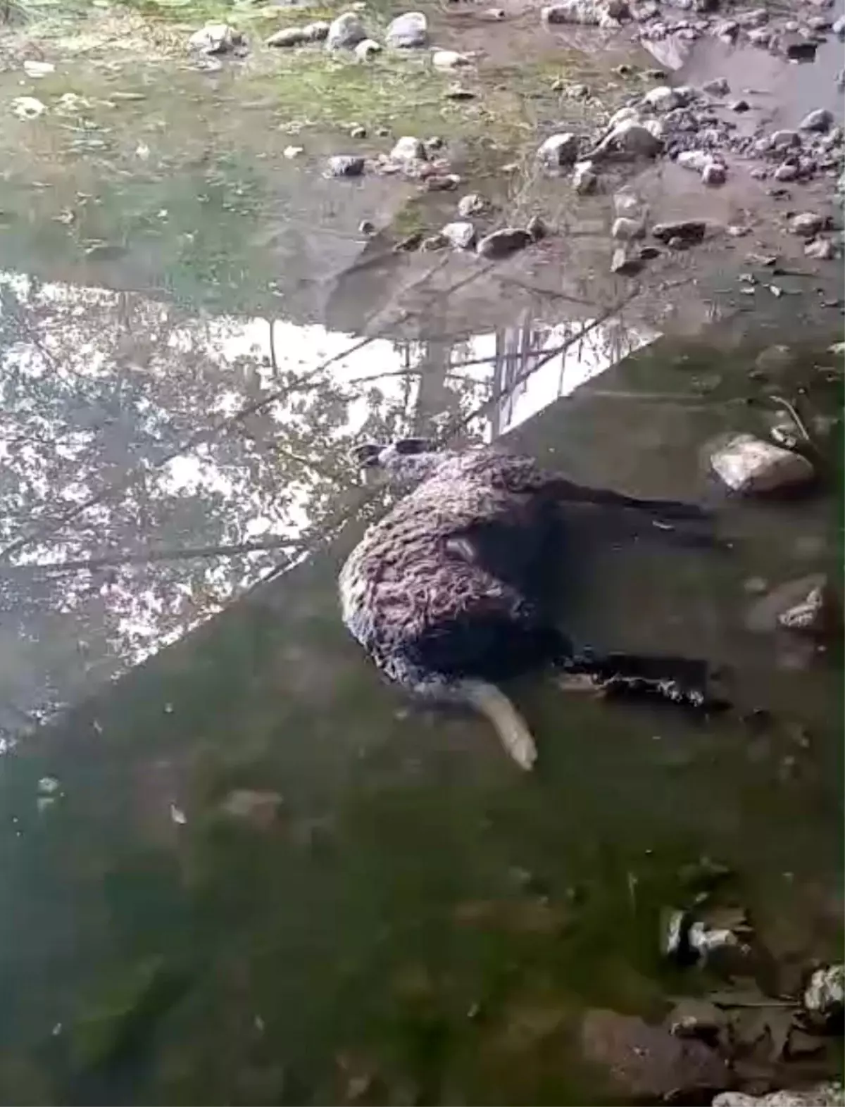 Yunusemre'de Başlıboş Sokak Köpekleri Koyun Sürüsüne Saldırdı