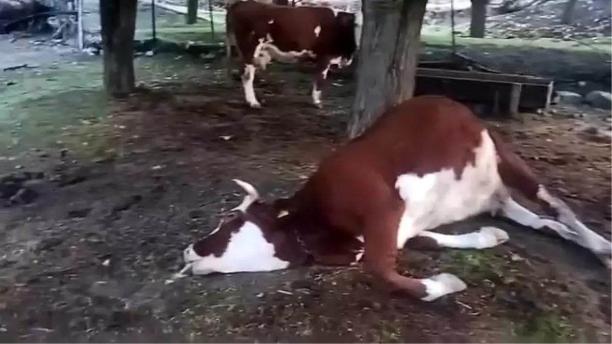 Elazığ'da Yıldırım Düşmesi Sonucu 2 İnek Telef Oldu