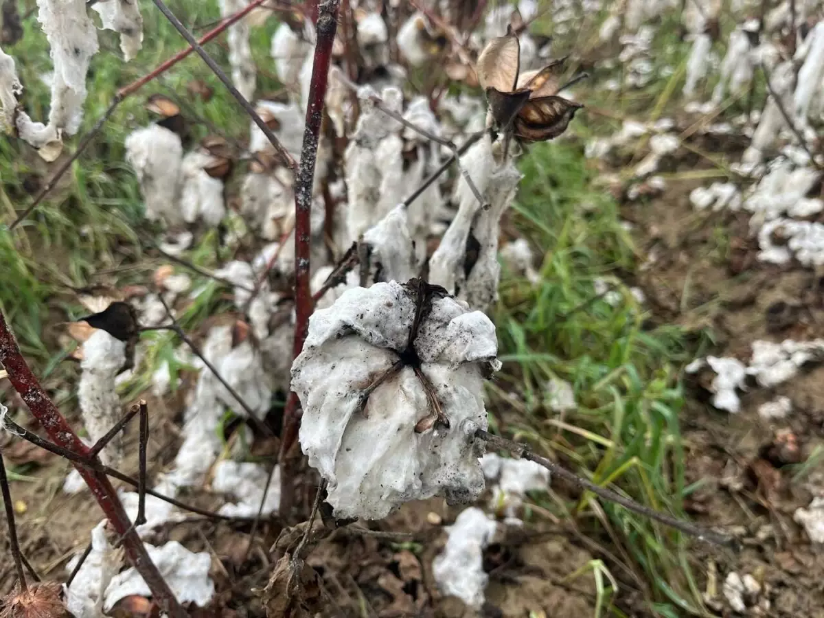 Aydın'da Dolu Yağışı Pamuk Tarlalarını Vurdu: 6 Bin Dönüm Zarar Gördü