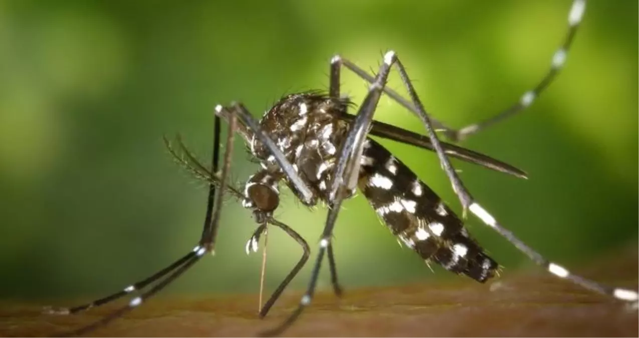 İzlanda'da ilk kez sivrisinek görüldü: İzlanda'da sivrisinek görülmesi neden önemli?