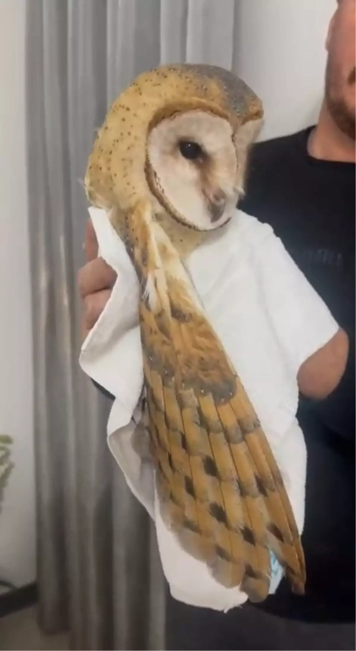 Karacabey'de Cam Balkona Giren Peçeli Baykuşu Kurtardılar