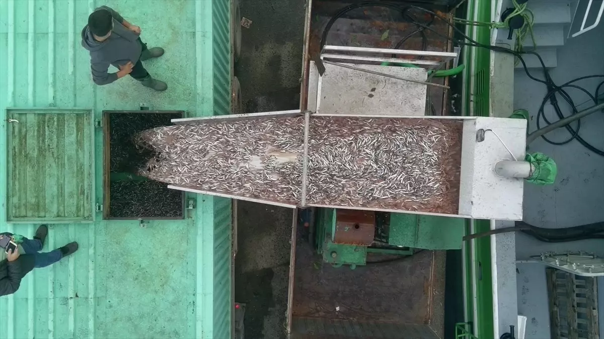 Sinop Türkeli'de Balıkçılar Hamsi Avında Tonlarca Balıkla Döndü
