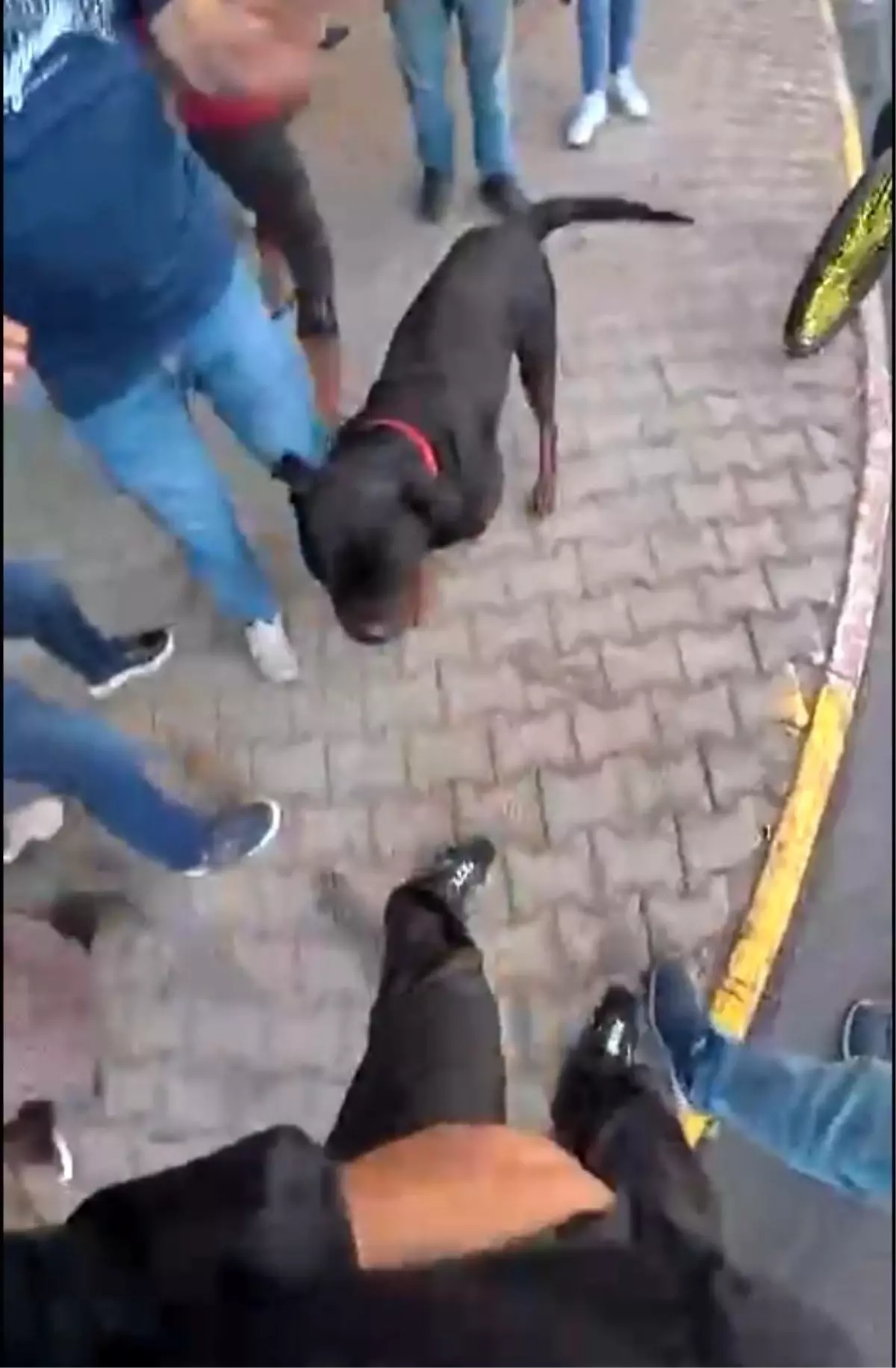 Sokakta ağızlıksız gezdirilen 'Rottweiler' cinsi köpek dehşet saçtı