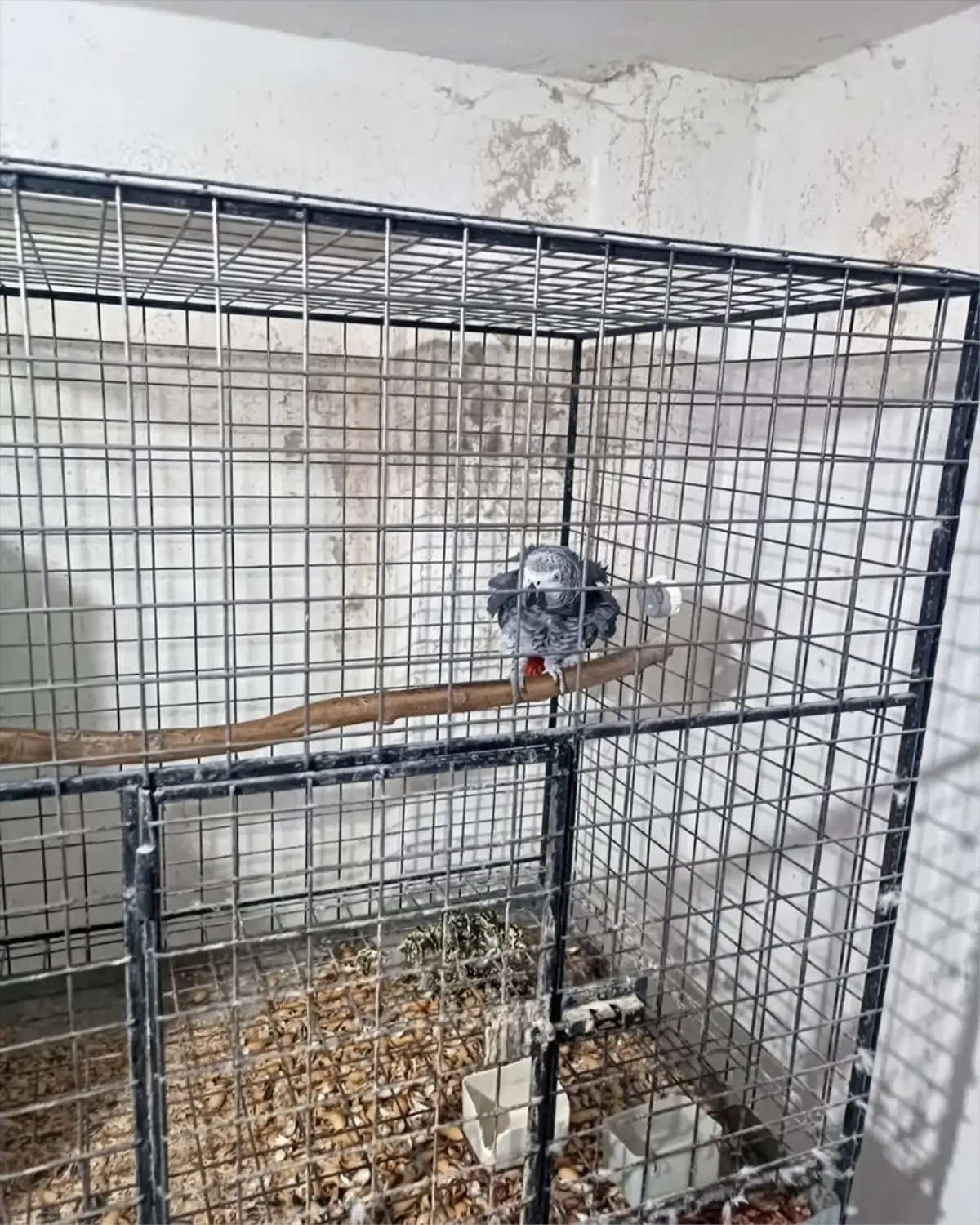 Tekirdağ'da Kaçak Yolla Getirilen 21 Papağan Kurtarıldı