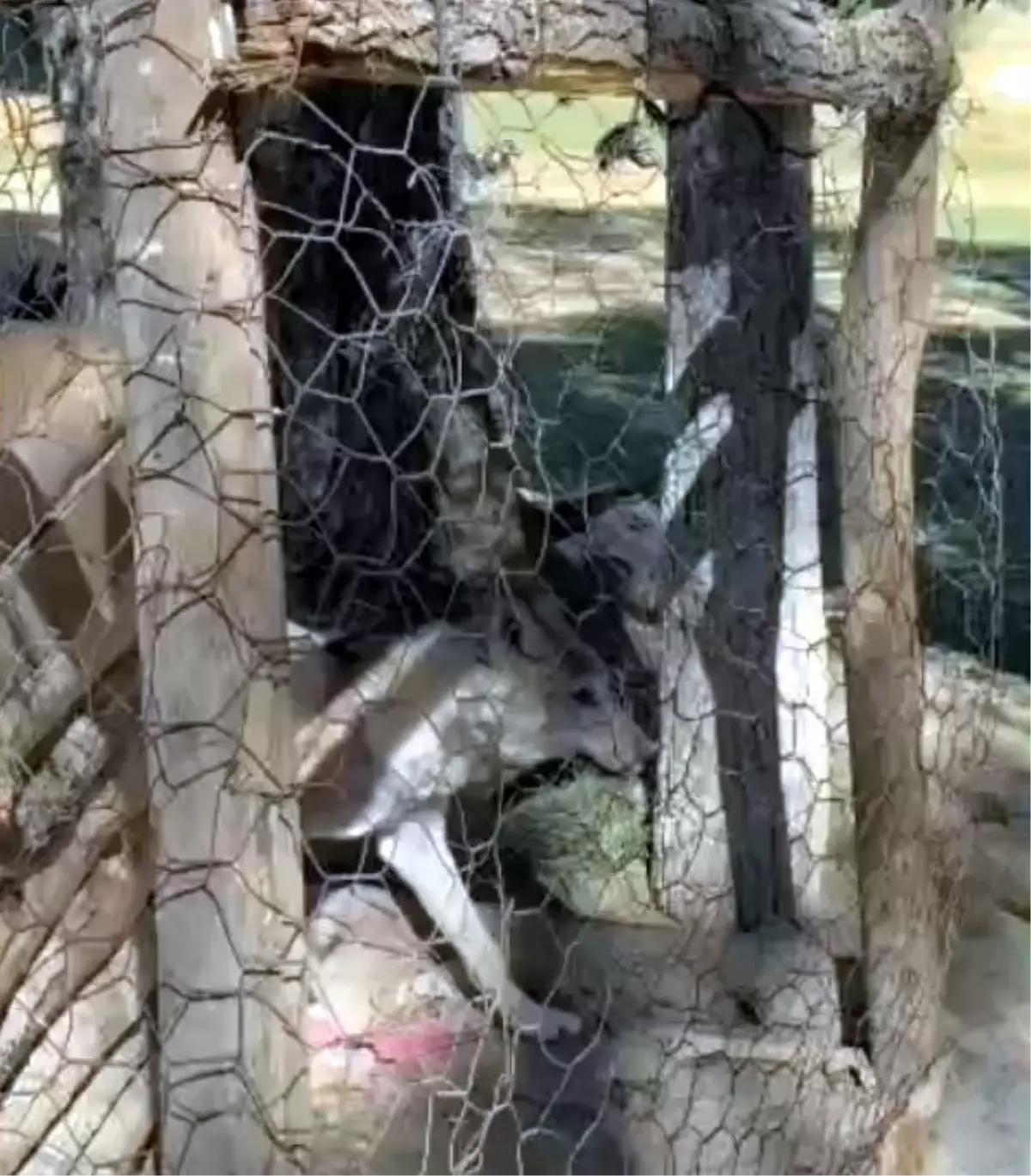 Van'da Kapalı Alanda Tutulan Kurt Kurtarıldı