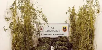 Antalya'da Uyuşturucu Operasyonu: 53 Kilo Skunk Ele Geçirildi