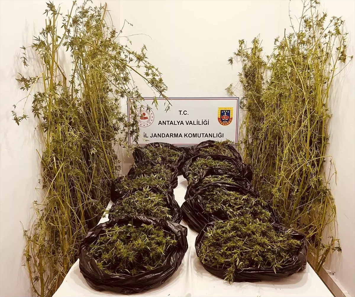 Antalya'da Uyuşturucu Operasyonu: 53 Kilo Skunk Ele Geçirildi