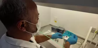 MAKÜ'den Süt İneklerine Doğal Meme Ödemi Tedavisi