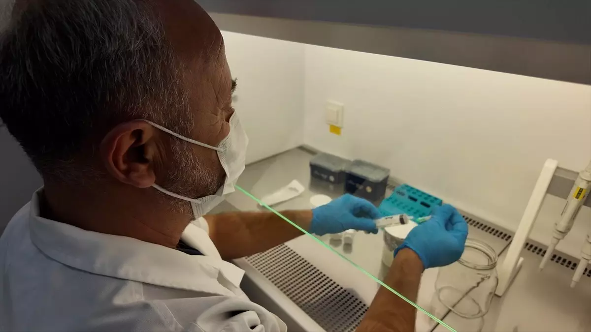 MAKÜ'den Süt İneklerine Doğal Meme Ödemi Tedavisi