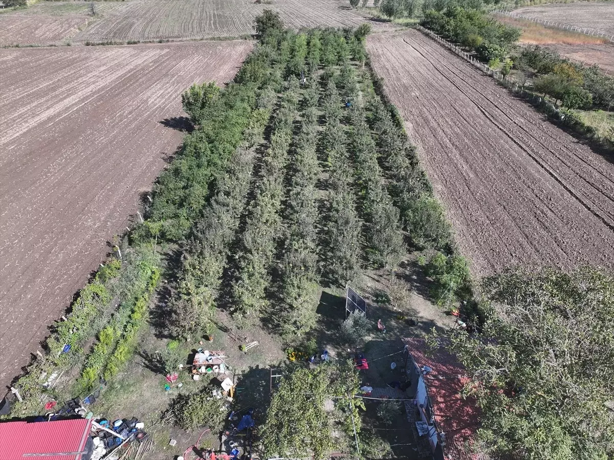 Edirne'de Çiftçiler Hünnap Üretimine Yöneliyor