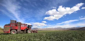 Erzurum'da Şeker Pancarı Ekim Alanı Yüzde 40 Artış Gösterdi