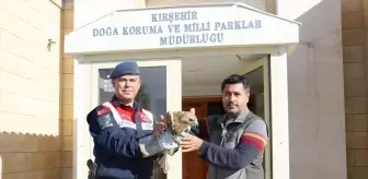 Kırşehir'de Yaralı Kızıl Şahin Tedavi Altına Alındı