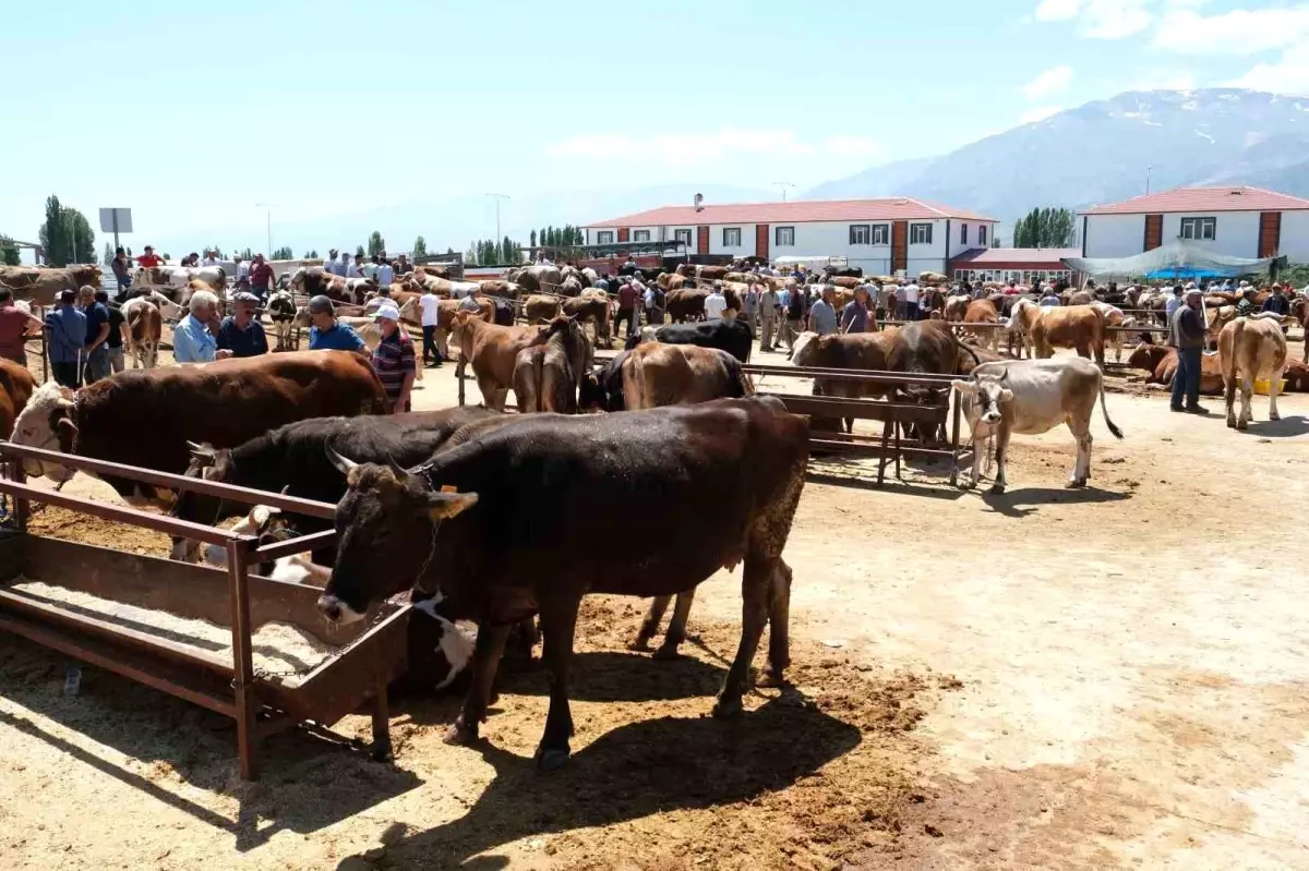 Erzincan'da Şap Hastalığı Nedeniyle 34 Köyde Hayvan Alım Satımı Yasaklandı