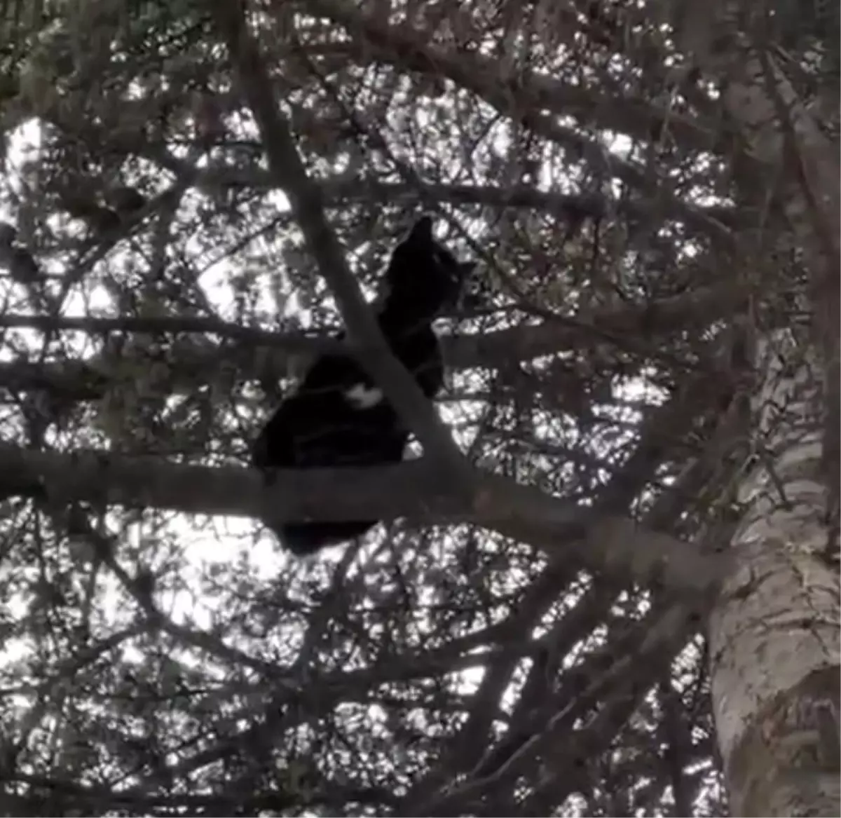 Eskişehir'de Mahsur Kalan Sokak Kedisi İtfaiye Ekiplerince Kurtarıldı