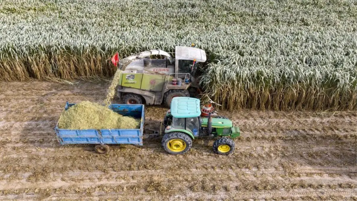 Çin'de Dev Juncao Bitkisi Hasadı Başladı