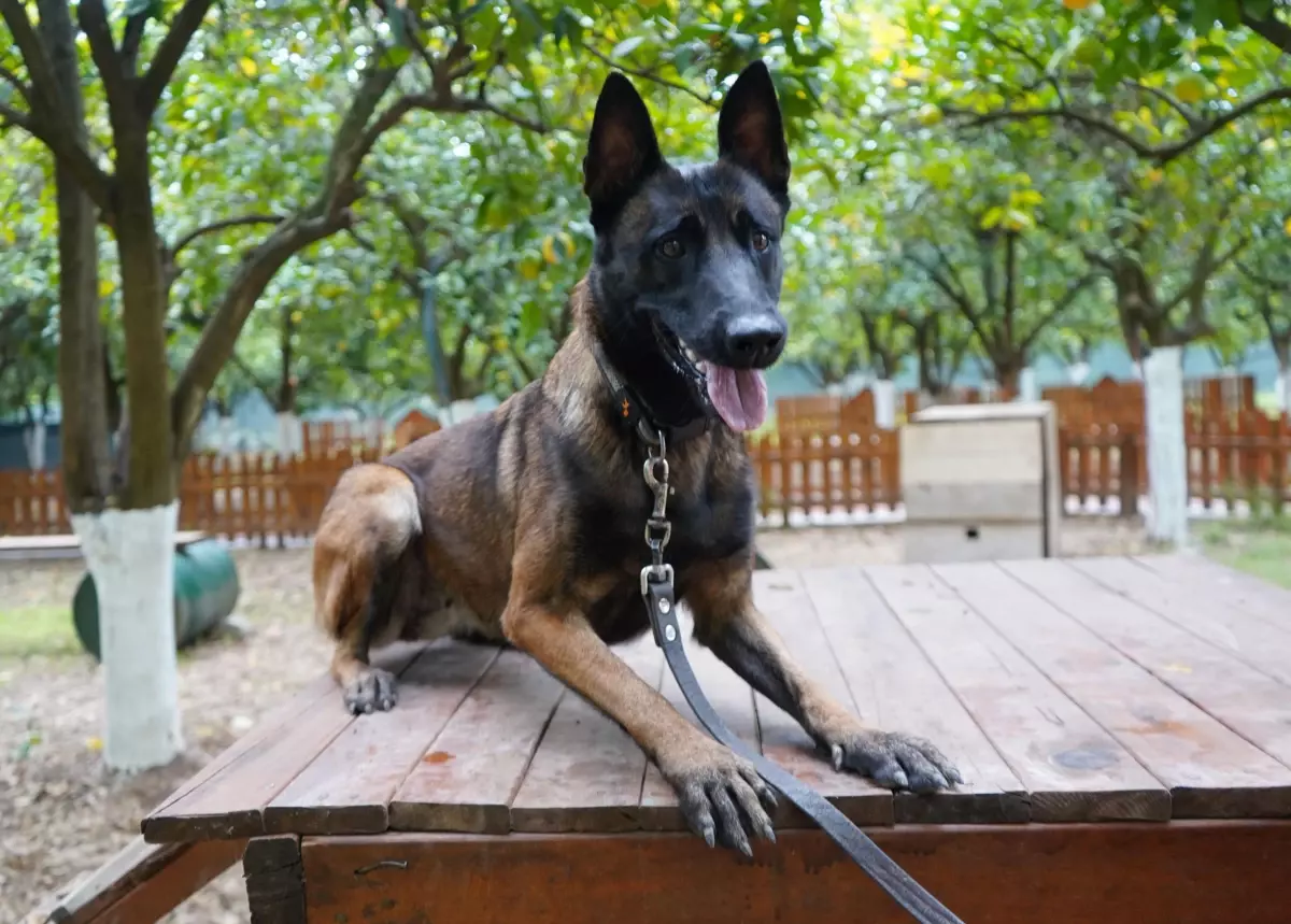 Antalya'nın İlk Canlı Arama Sertifikalı Köpeği: Tina