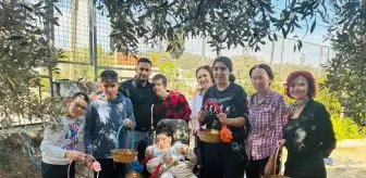 Engelli Öğrenciler Zeytin Hasadı Yaptı