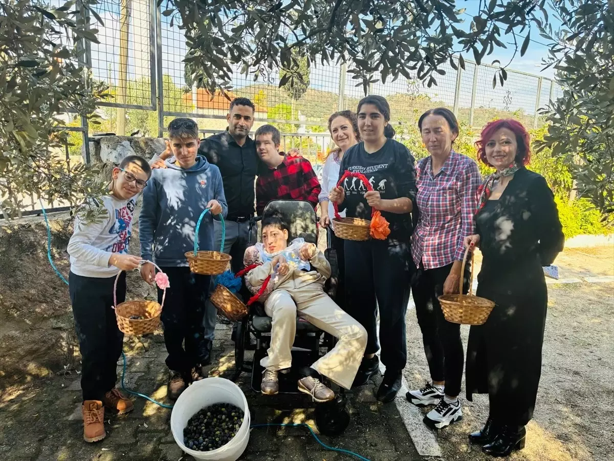 Engelli Öğrenciler Zeytin Hasadı Yaptı