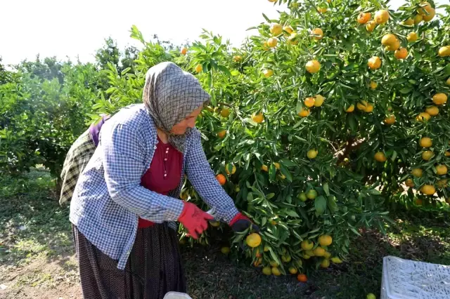 The price of mandarin in the field has dropped to a single digit, we are buying it for 70 TL