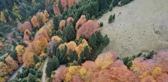 Giresun'un Yüksek Kesimlerinde Sonbahar Güzellikleri