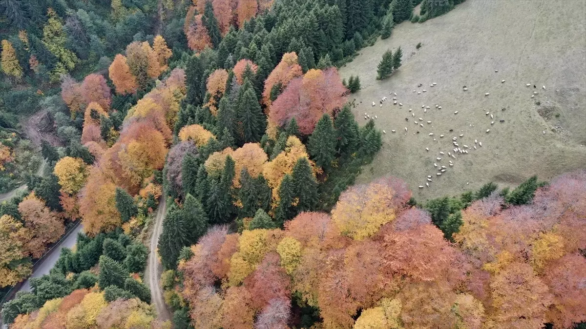 Giresun'un Yüksek Kesimlerinde Sonbahar Güzellikleri