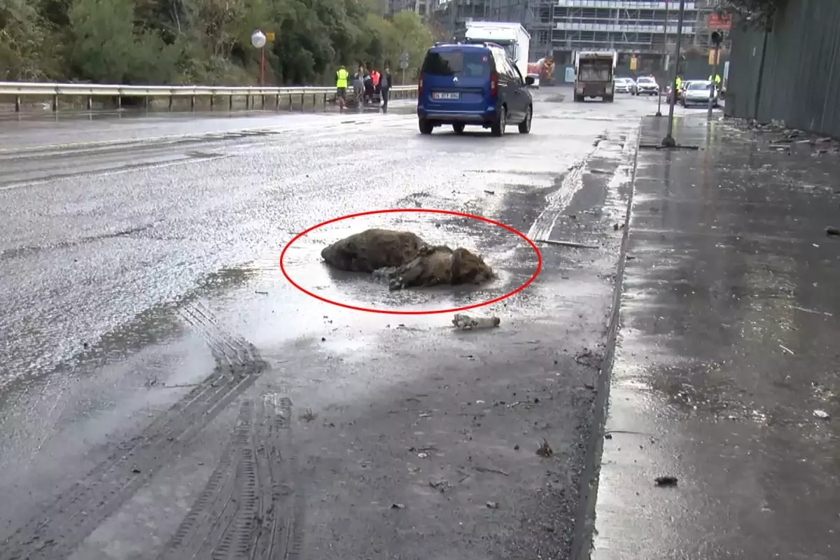 İstanbul'da göle dönen yolda yaban domuzu boğuldu