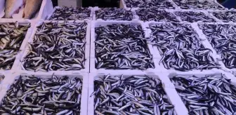Rize'de Hamsinin Fiyatı 100 Lira