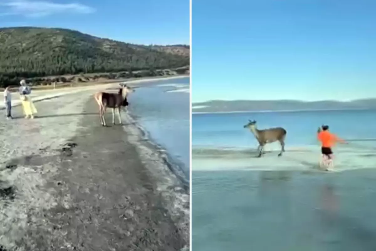 Nesli tehlikedeki kızıl geyik plajda görüntülendi