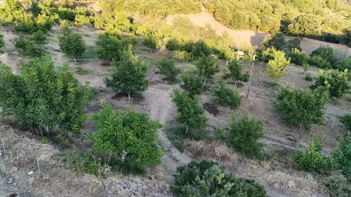 Tokat'ta Zirai Don Felaketi: Niksar Cevizi Üretimi Yüzde 98 Düştü