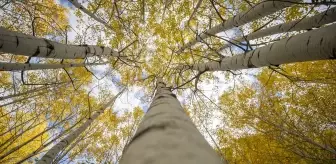 Sonbaharın Renk Cümbüşü: Tunceli Ormanları