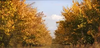 Malatya'nın Kayısı Bahçeleri Sonbaharda Göz Kamaştırıyor