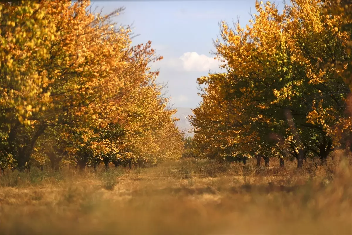 Malatya'nın Kayısı Bahçeleri Sonbaharda Göz Kamaştırıyor
