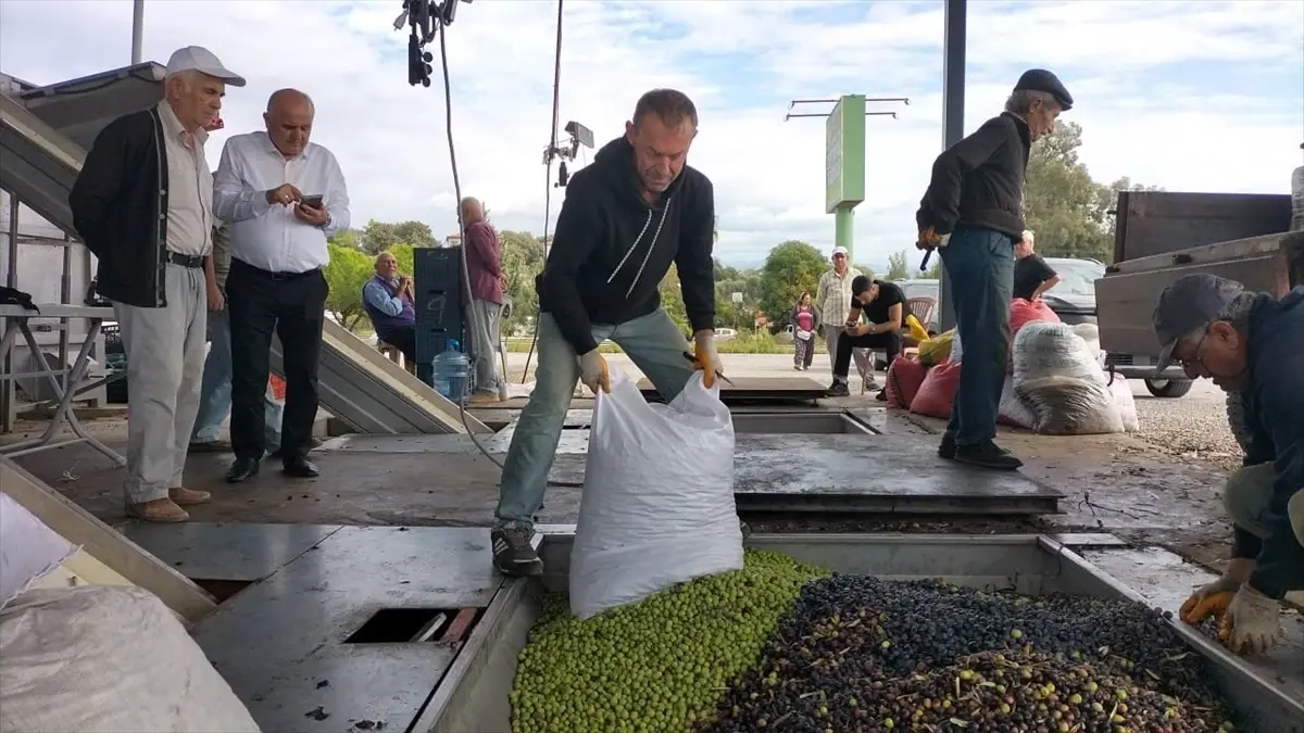 Manavgat'taki Zeytinyağı Fabrikaları Üreticilere 140 Milyon Lira Katkı Sağlıyor