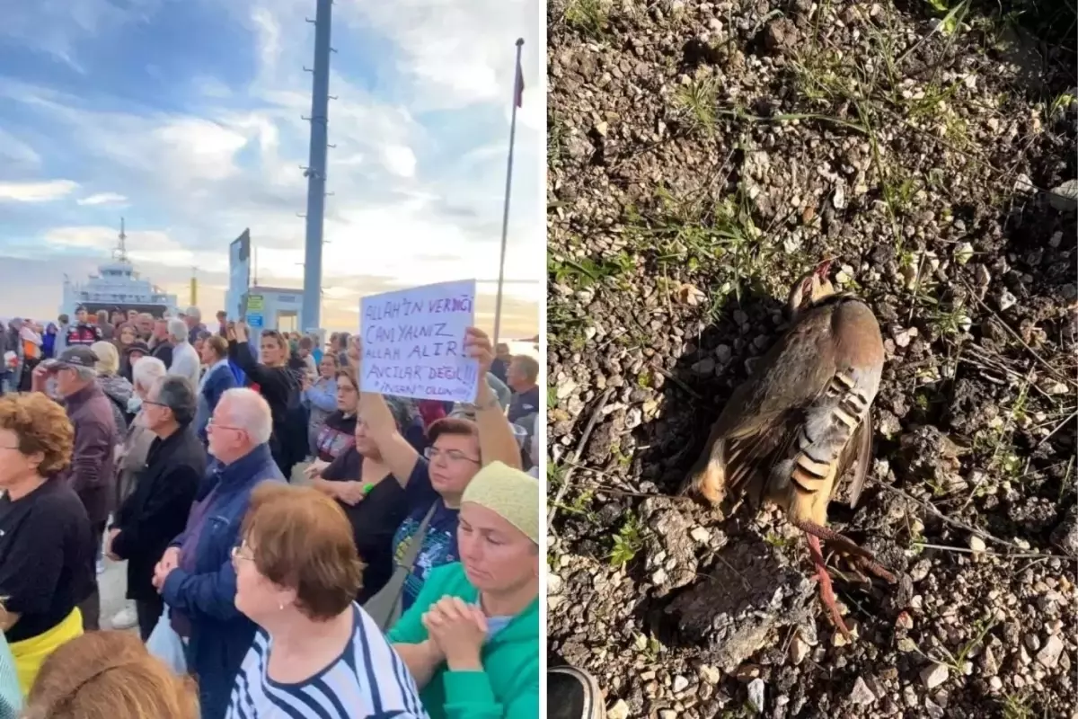 Paşalimanı Adası'nda keklik avına gelen avcılar protesto edildi