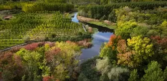 Sonbaharın Renkleri Acarlar Longozu ve Büyük Melen Çayı'nda Yaşanıyor